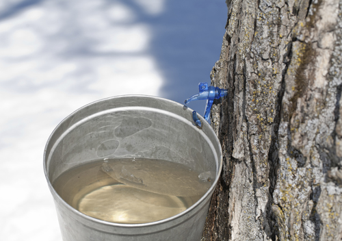 MAPLE TREE SAP FEATURED IMAGE