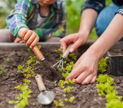 Cultivating your backyard dream garden