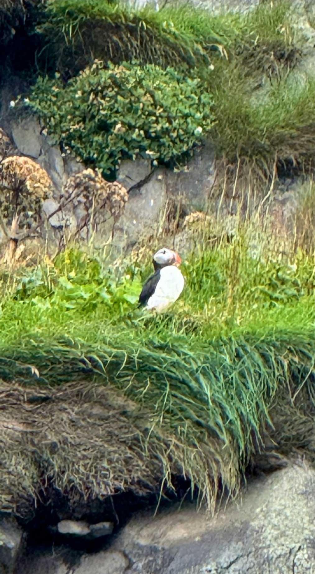 Puffin